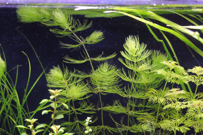植栽から3日目　マツモ